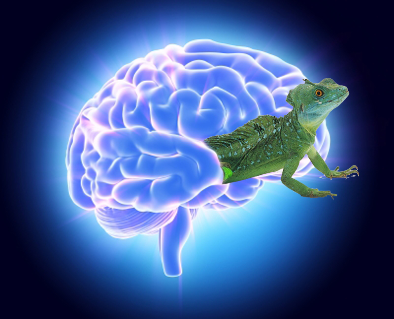 It’s not your lizard brain – it’s the culture